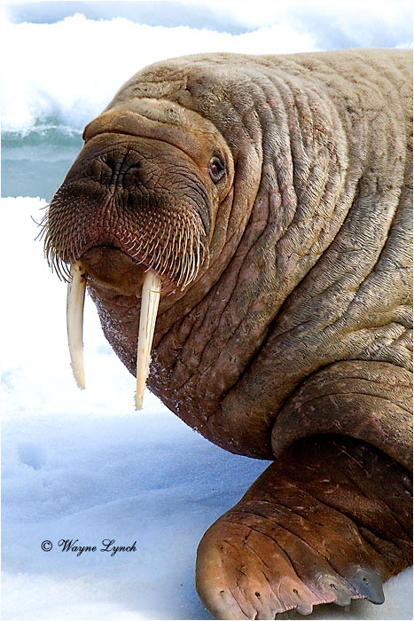 Atlantic Walrus 108 by Dr. Wayne Lynch &copy;
